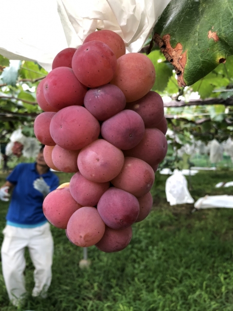 今年の葡萄、７月の大雨の影響、完熟が遅い？？？
