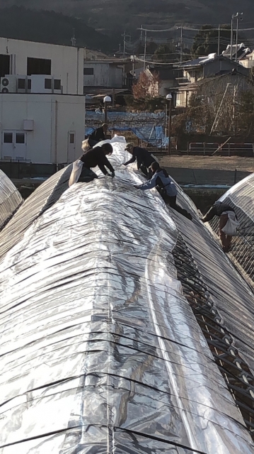 冬の作業　加温ハウスのビニール貼り　大屋根