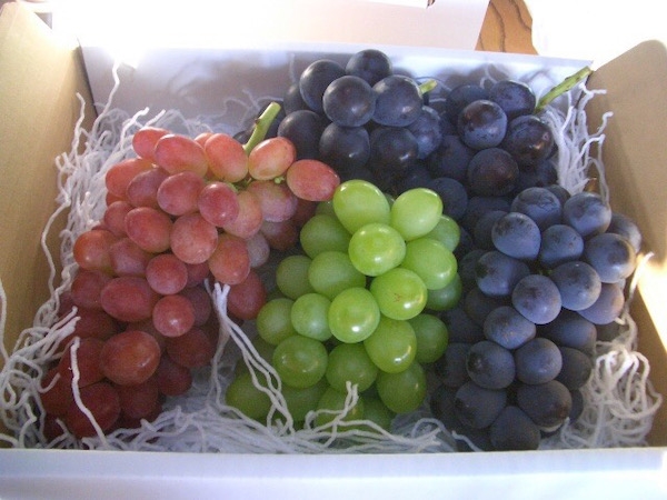 お盆の葡萄の配送について　贈答用葡萄　熨斗をつけて配送します。